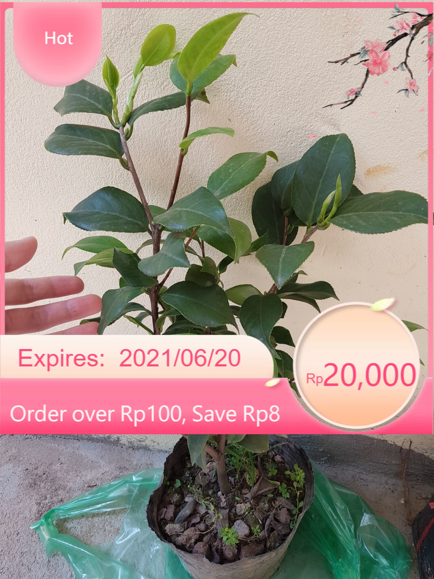 Cây giống hoa trà my tứ quý
