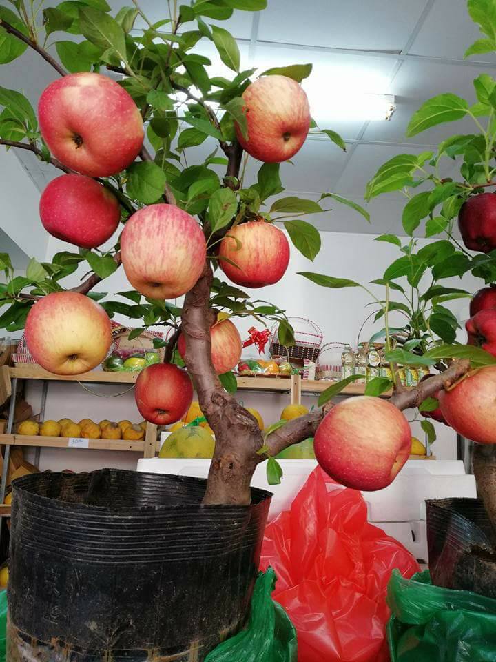 "Gói 10 Hạt " Hạt giống táo lùn  Mỹ