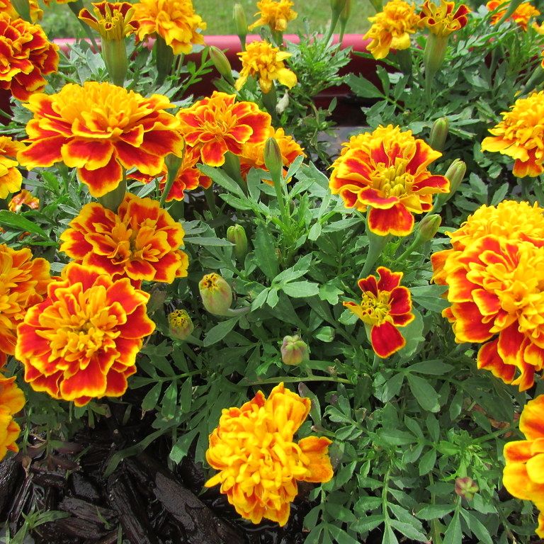Pack of 100 Multicolored French Marigold Seeds.