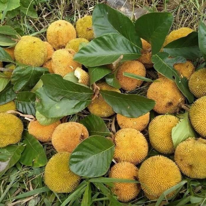 CÂY GIỐNG MÍT TÍ HON  ẤN ĐỘ - SIÊU TRÁI (cây giống có bảo hành )