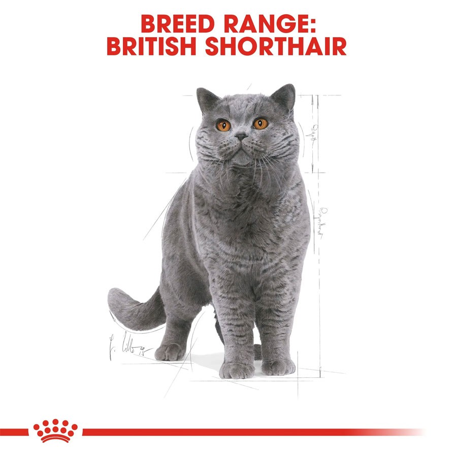 Thức Ăn Hạt Cho Mèo Anh Lông Ngắn Trưởng Thành Royal Canin British Shorthair Adult