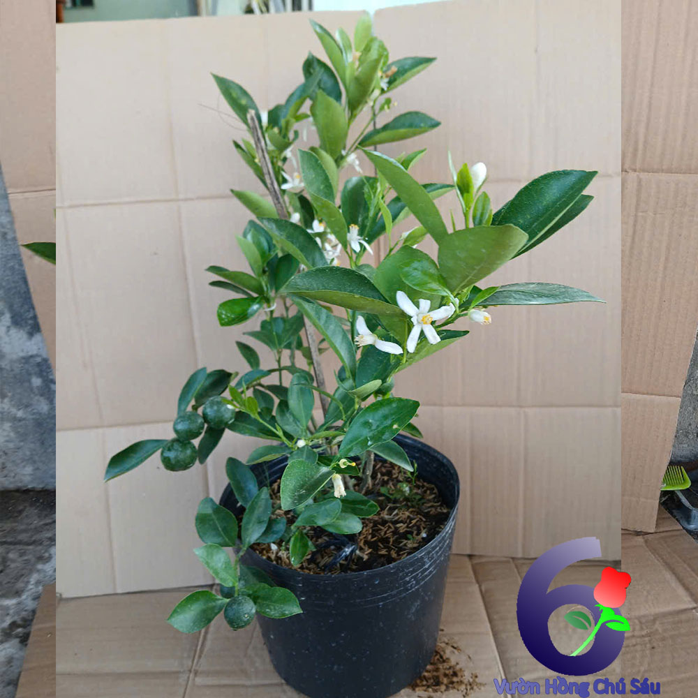 chậu cây tắc, cây hạnh, cây giống