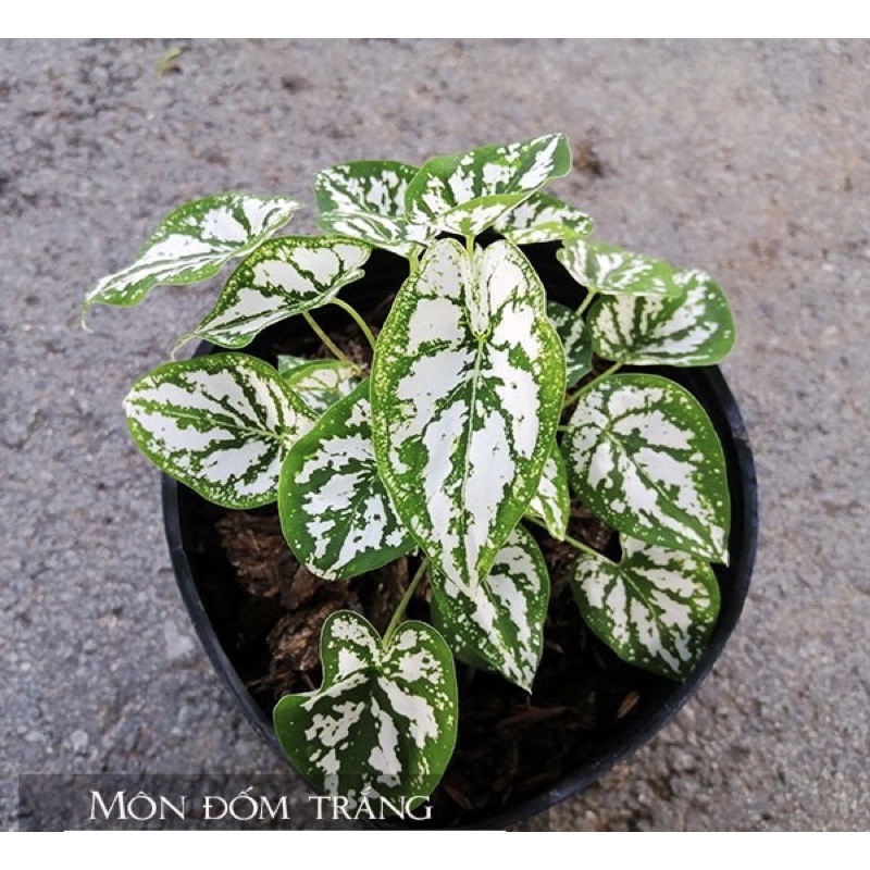 Cây môn đốm trắng