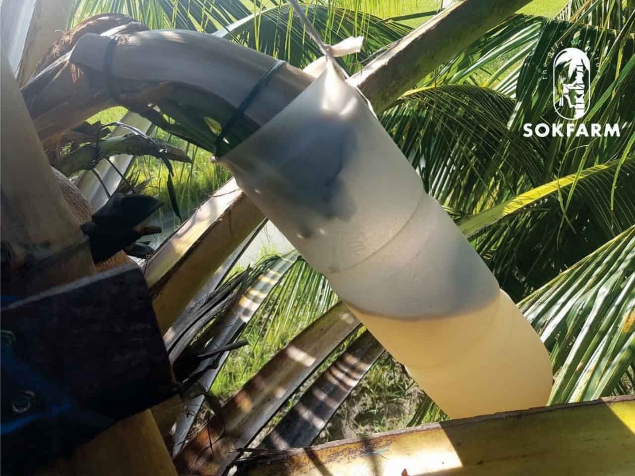 MẬT HOA DỪA CÔ ĐẶC SOKFARM 250G