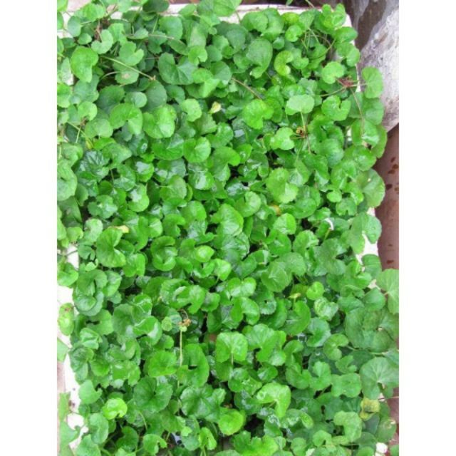 Hạt Giống Rau Má - Lá Nhỏ (Centella asiatica)