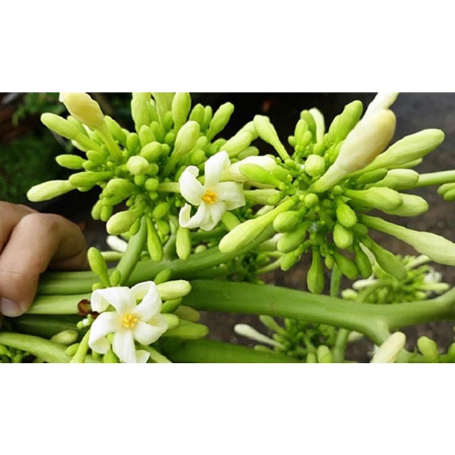 cây đu đủ đực giống
