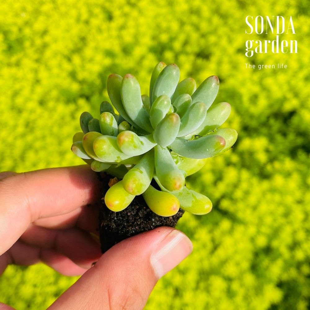 SEN ĐÁ THẠCH NGỌC MĨ SIZE MINI SIÊU KHOẺ LỖI 1 ĐỔI 1