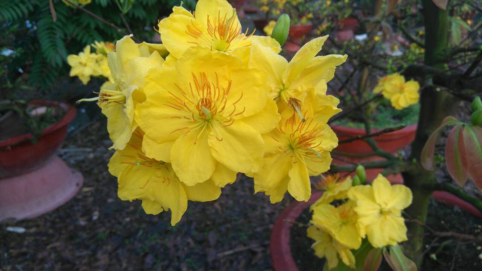 [Học Viện Nông Nghiệp I] Cây giống MAI GIẢO THỦ ĐỨC.