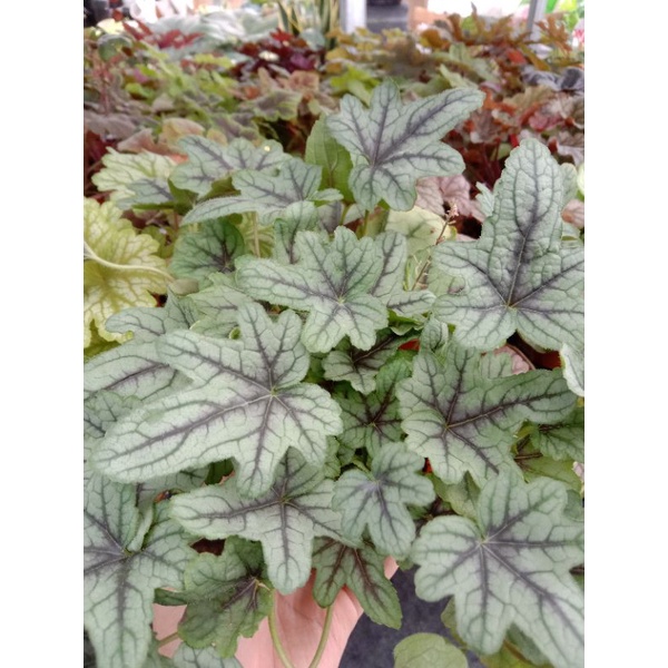 Cây Chuông San Hô - HEUCHERA - Cây Lá May Mắn ️