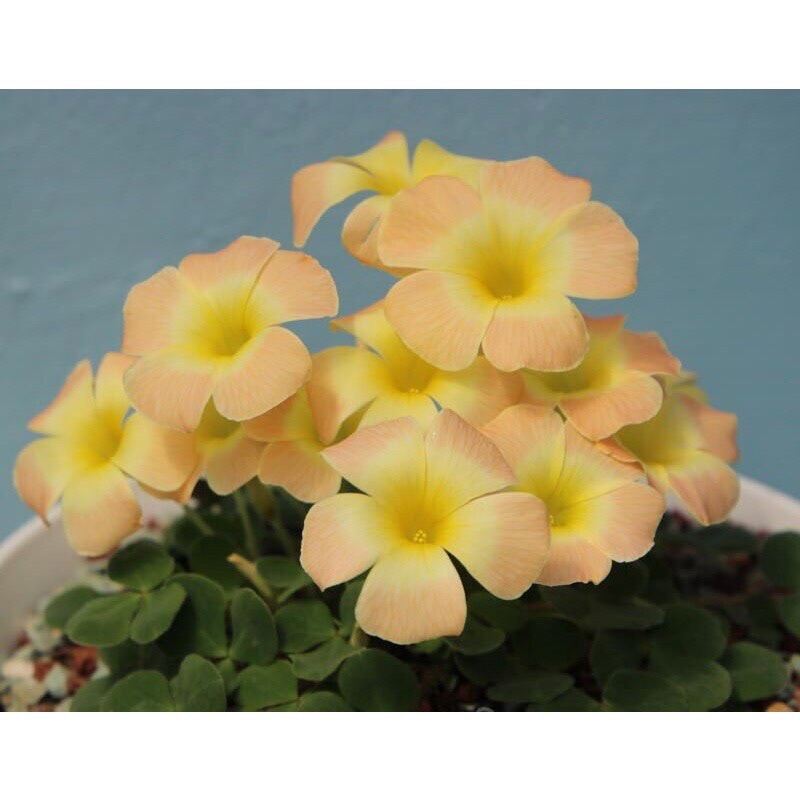 Củ hoa oxalis (5 củ giá sỉ)