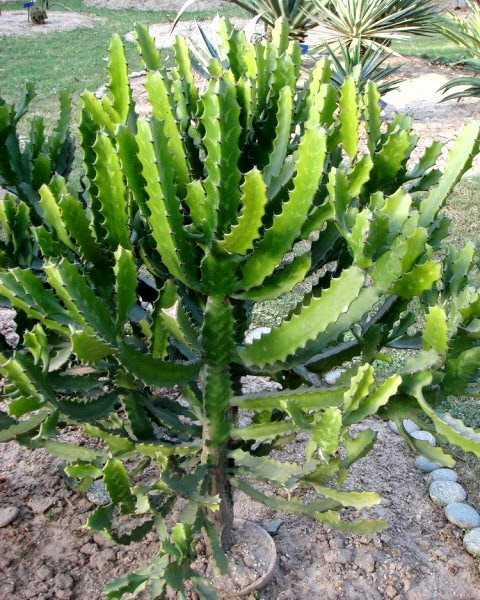 Xương rồng ba cạnh ( loại nhánh dài 1m)