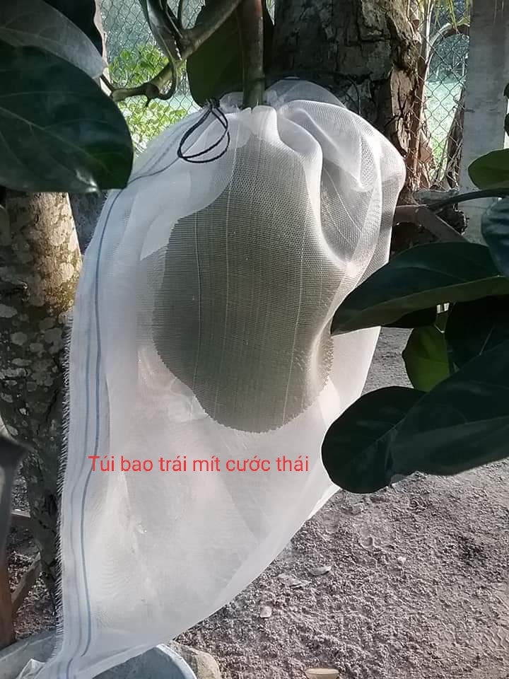 100 túi bọc mít cước thái (50x70cm)