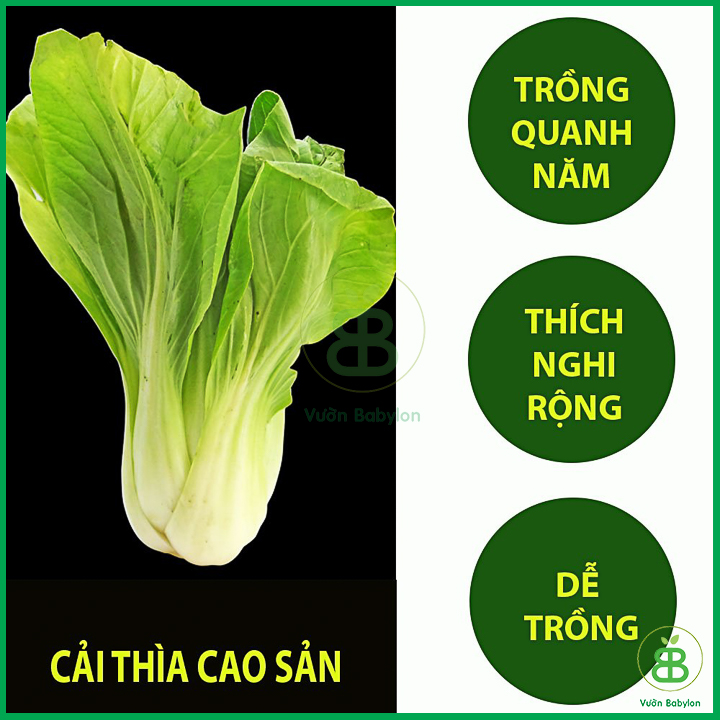 Hạt Giống Cải Thìa 20Gr Bẹ Lớn, Ngọt