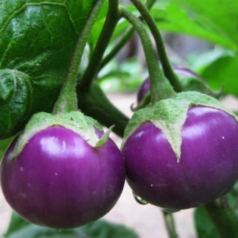#Hạt_giống_cà_tím_dái_dê_cà_tím_tròn F1(tặng kèm phân bón và thuốc kích mầm)