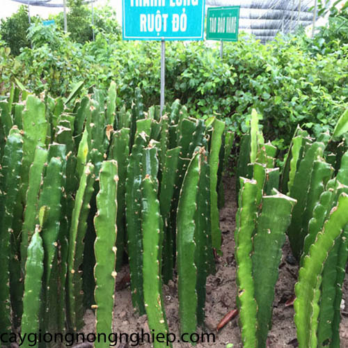 Cây giống cây thanh long vỏ đỏ ruột trắng mọng thịt bình thuận, quả sớm, siêu quả , siêu ngọt, siêu năng suất