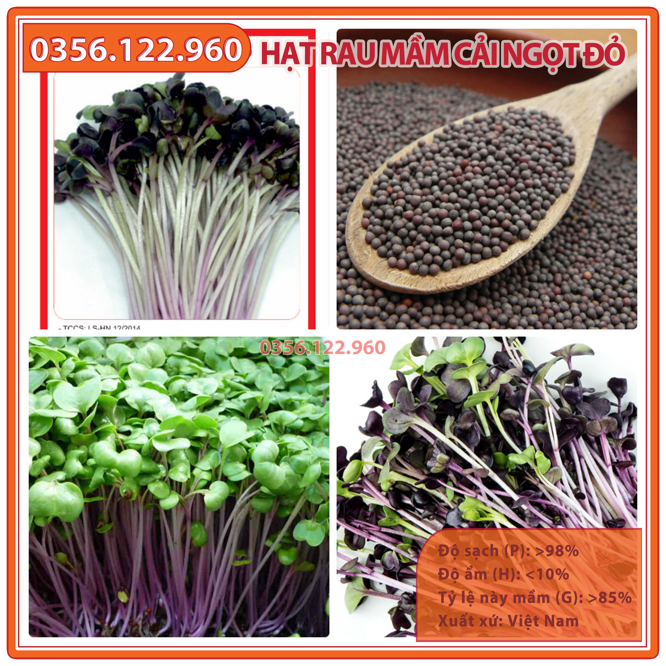 Hạt giống rau mầm rau cải ngọt đỏ - gói 50g - hạt đều đẹp, nảy mầm tốt