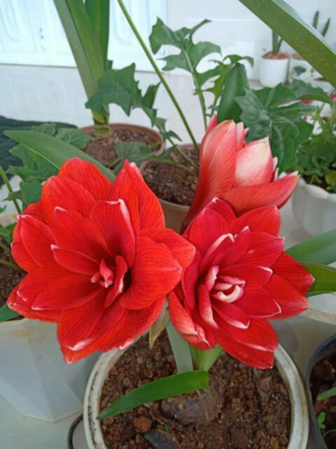Lan Huệ Double Dragon Size Nhỏ.