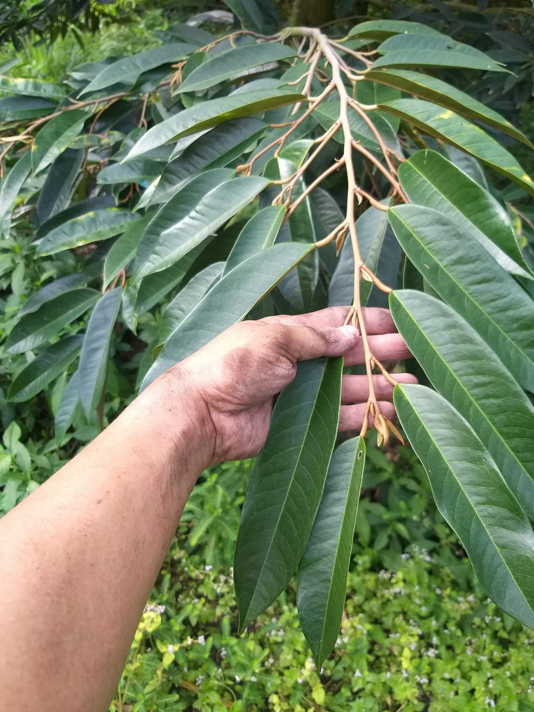 Thuốc trừ RẦY XANH - BỌ TRỈ gói 100gr