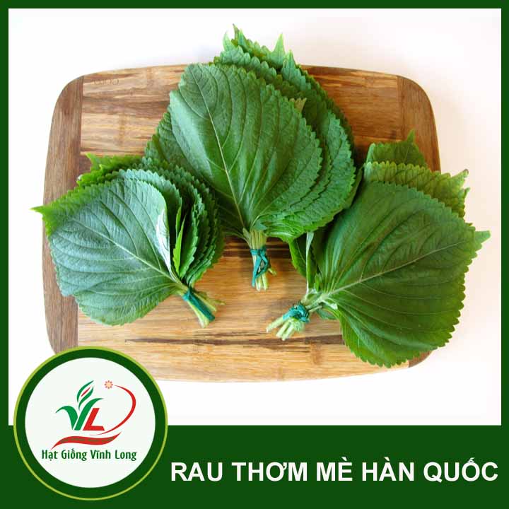 Hạt giống Rau thơm mè Hàn Quốc Sesame - 0,5g