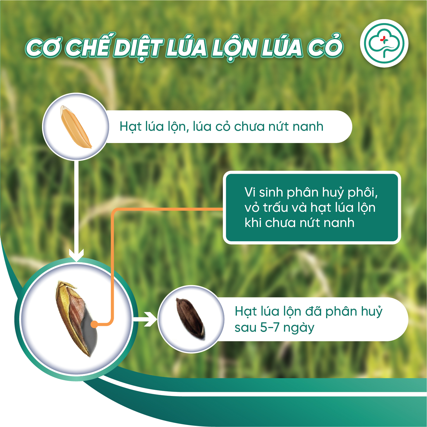 Combo 5 Gói Quản Lý Lúa Lộn Lúa Cỏ Lúa Ma BS11 500g - Chống Xì Phèn Không Ảnh Hưởng Lúa Sạ - Bác Sĩ Cây Xanh