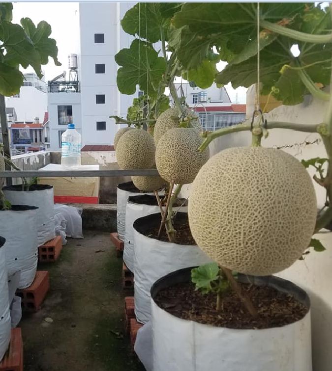 Combo of 2 Packs of Melon Seeds - (Cantaloupe - Super Sweet Pear Melon)