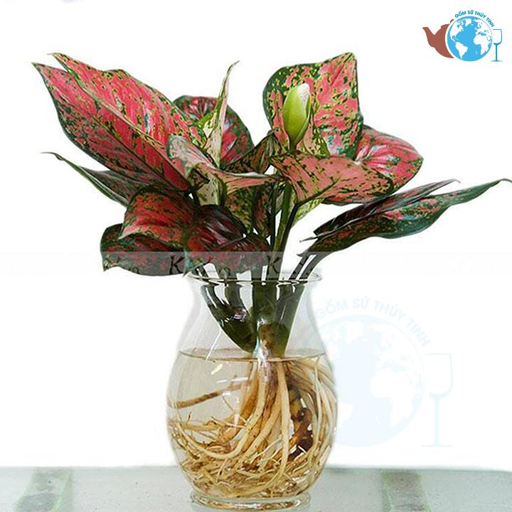 [HCM]Chậu trồng cây thủy canh hình bầu dục lớn - lọ thủy tinh