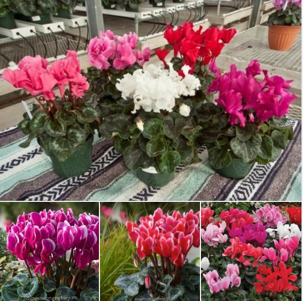 "Gói 5 Hạt " Hạt giống hoa Anh thảo Mix màu