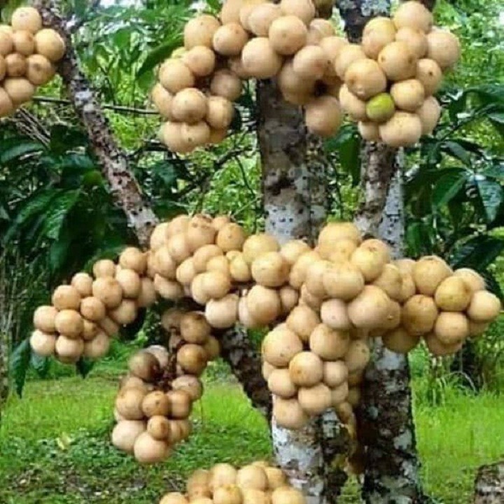 Cây giống dâu da đất siêu quả