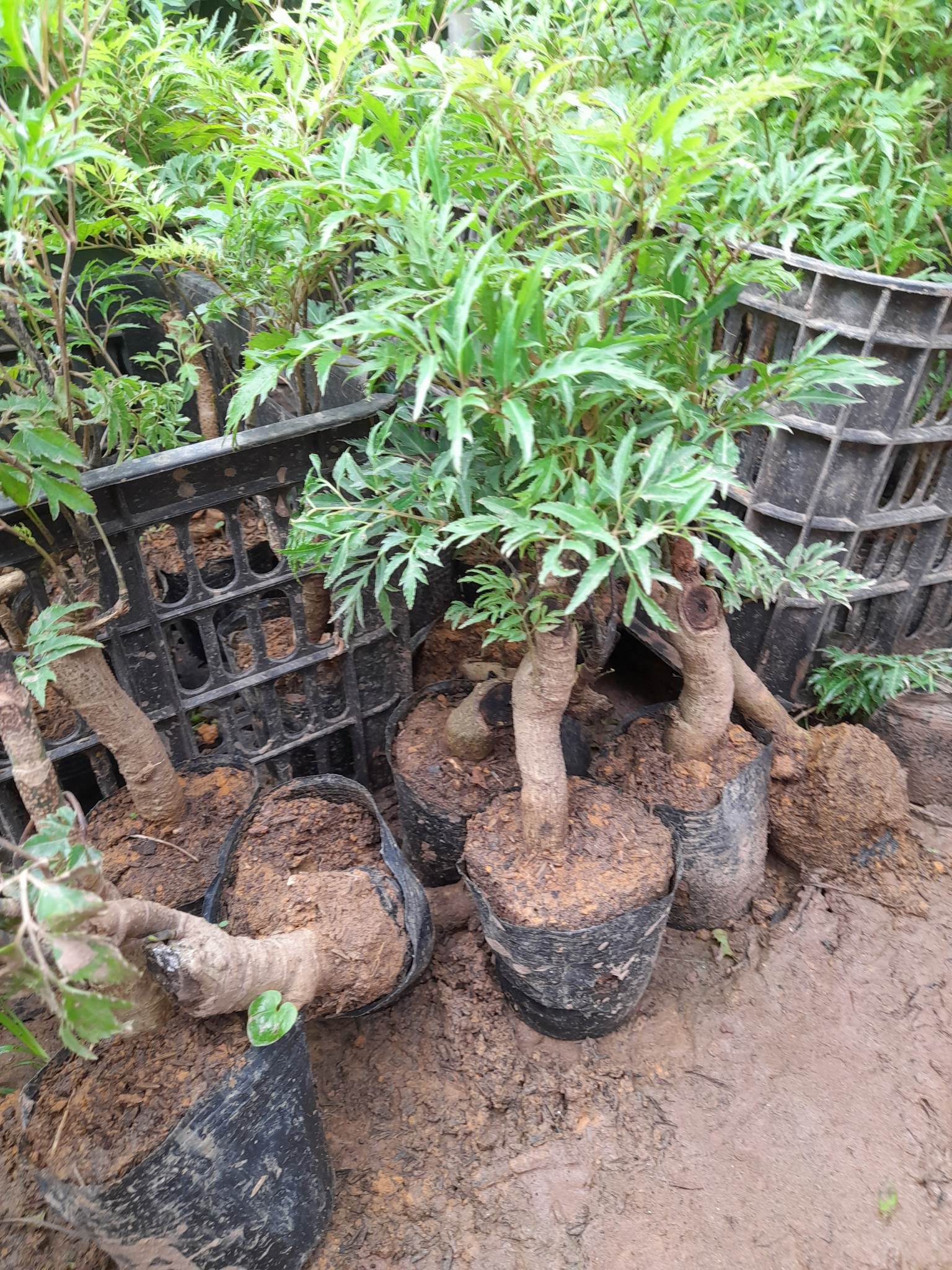 Cây Đinh Lăng Gốc To Khỏe+Tặng kèm phân bón