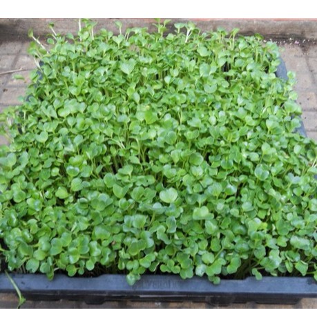 Hạt giống Cải Xoong Mỹ (Xà Lách Xoong Mỹ) - Watercress - 1000 hạt