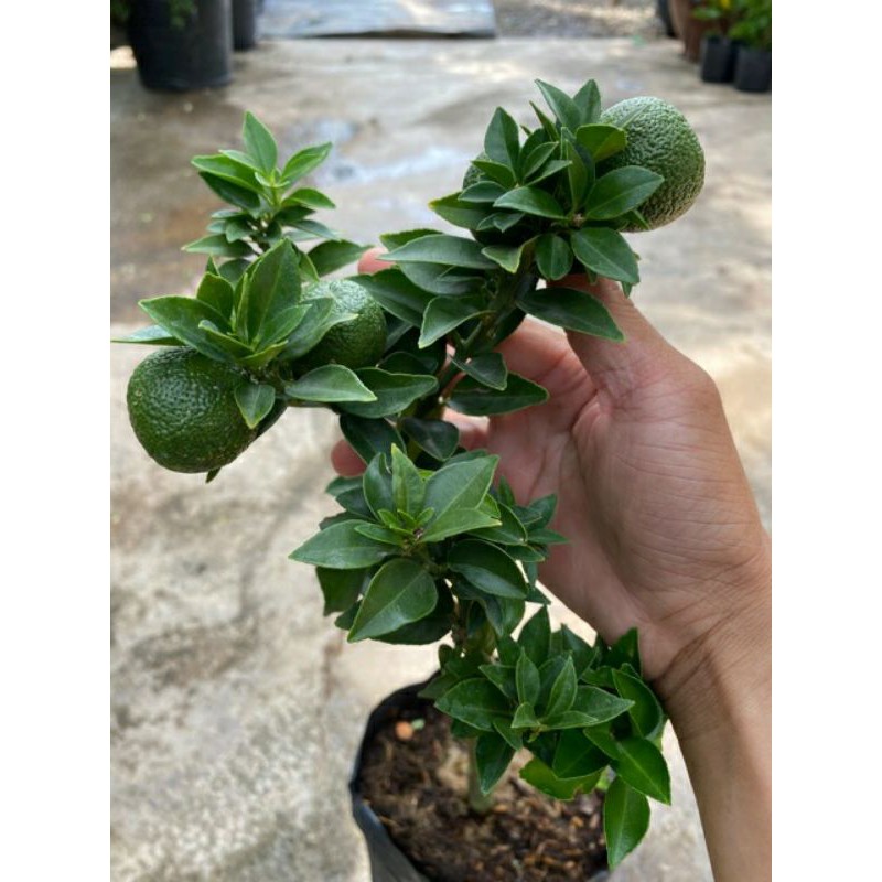 Cam Mỹ.... đang trái