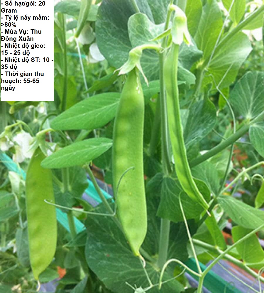 20Gram - Hạt giống đậu Hà Lan ST0015