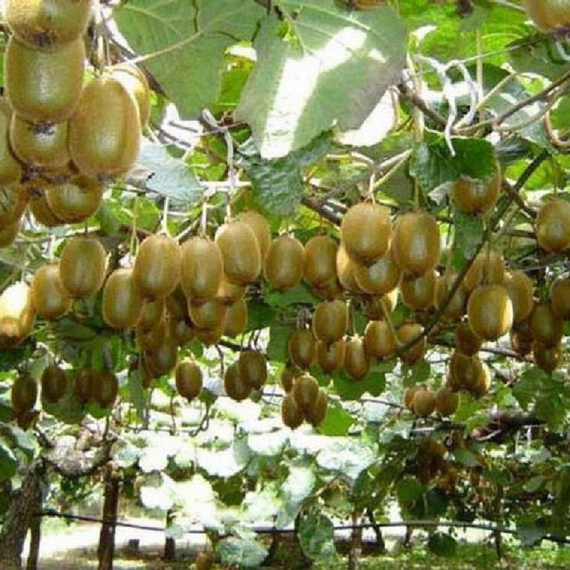30 Hạt giống Kiwi (tặng Kích nẩy mầm, Hướng dẫn ươm)