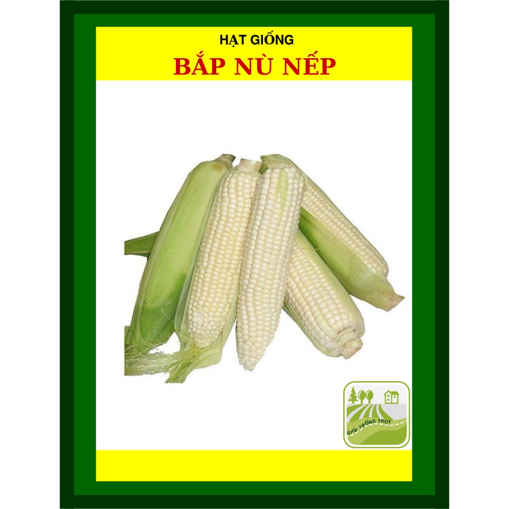 100G - Hạt Giống Bắp Nếp Nù