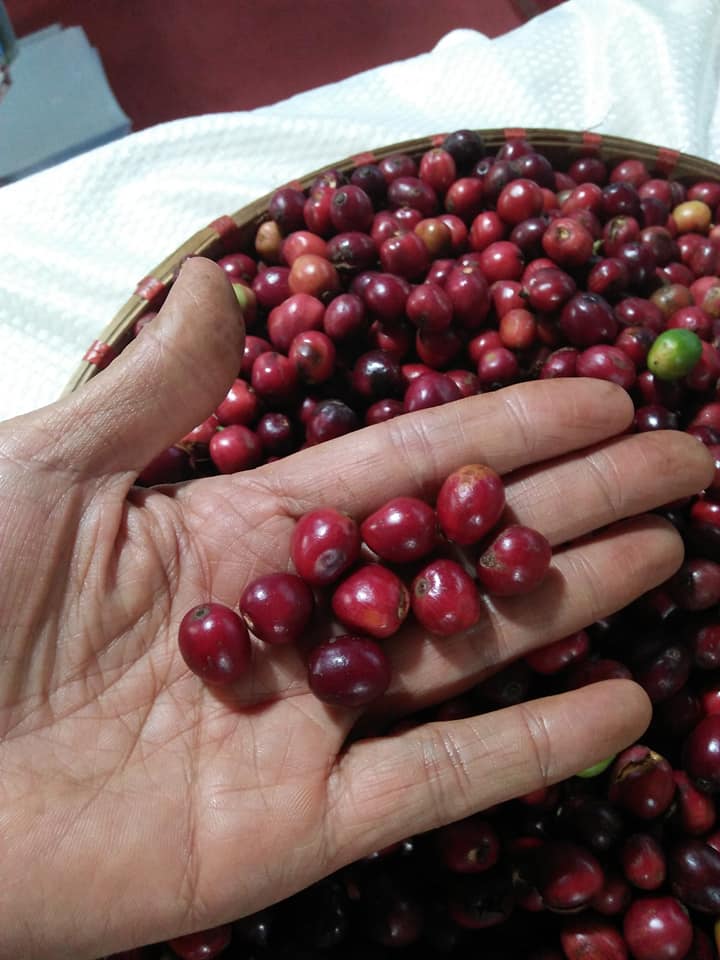 Cà Phê Nguyên Chất Rang Củi CULI ROBUSTA 250gr - hạt/bột