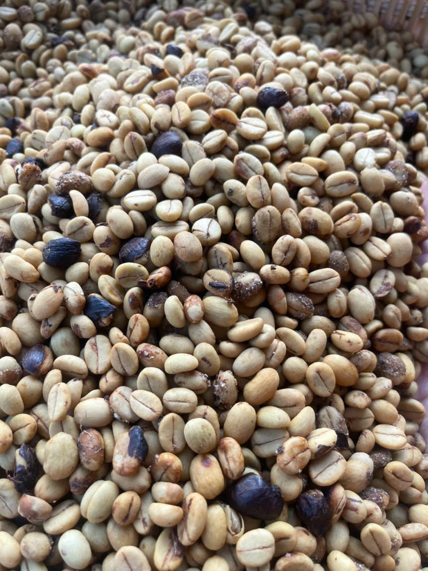 500gram Hạt giống cà phê mít vỏ lụa
