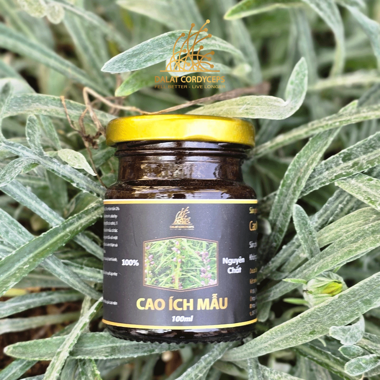Cao ích mẫu - Dalat Cordyceps