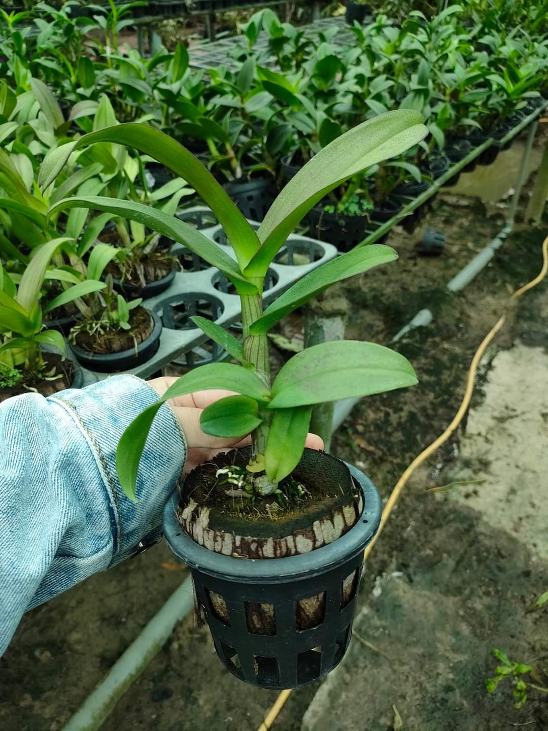 HOA LAN DEN LAI CAT BẠCH TUYẾT
