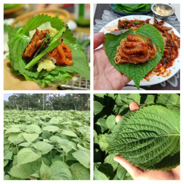 Hạt giống rau thơm Mè Hàn Quốc  (Lá mè, tía tô Hàn Quốc) 0.5 gram