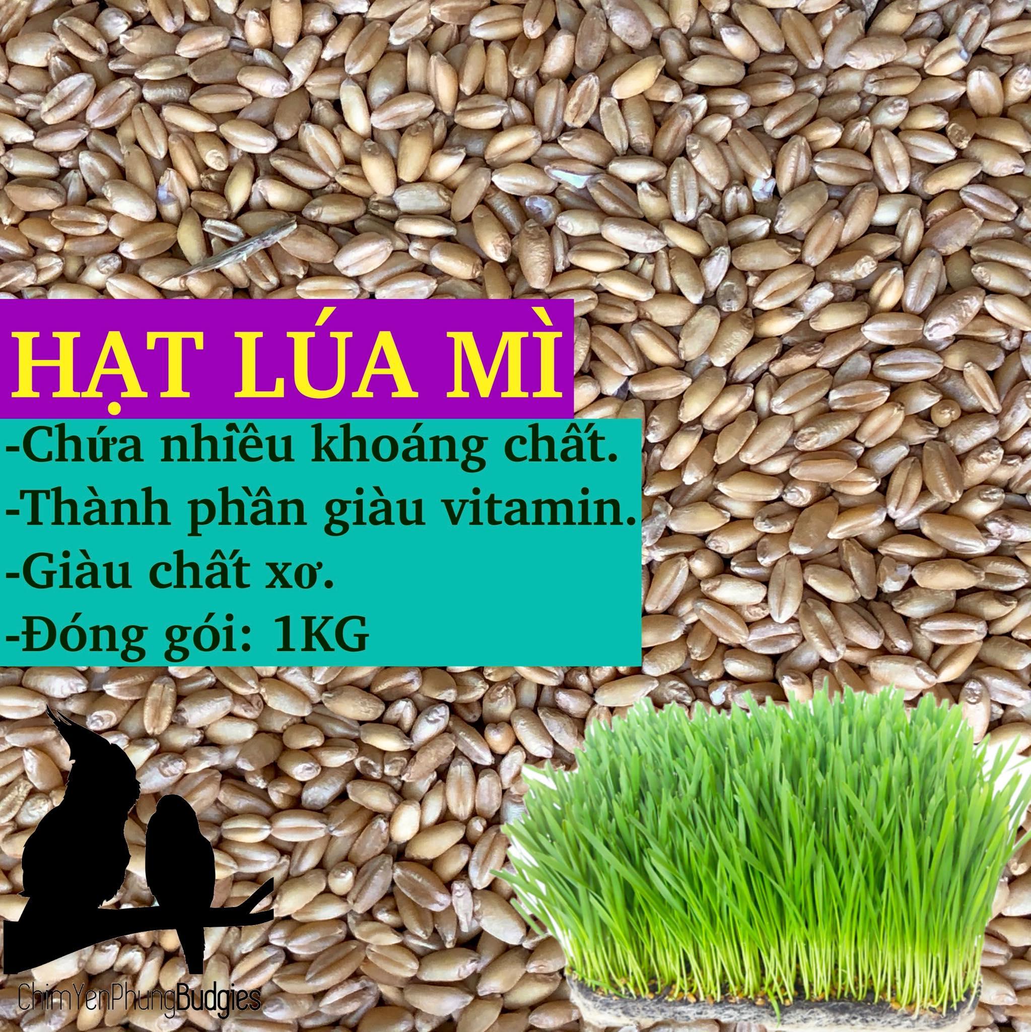 2Kg Hạt Giống Cỏ Lúa Mì / Lúa Mạch cho Mèo.