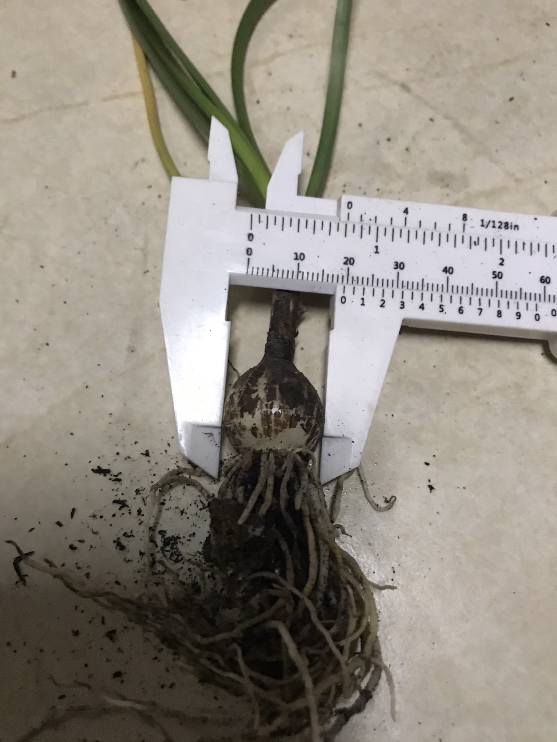 Củ huệ mưa Zodiac suprise, siêu siêng hoa, mắn đẻ. giá niêm yết là giá 1 củ size Hoa