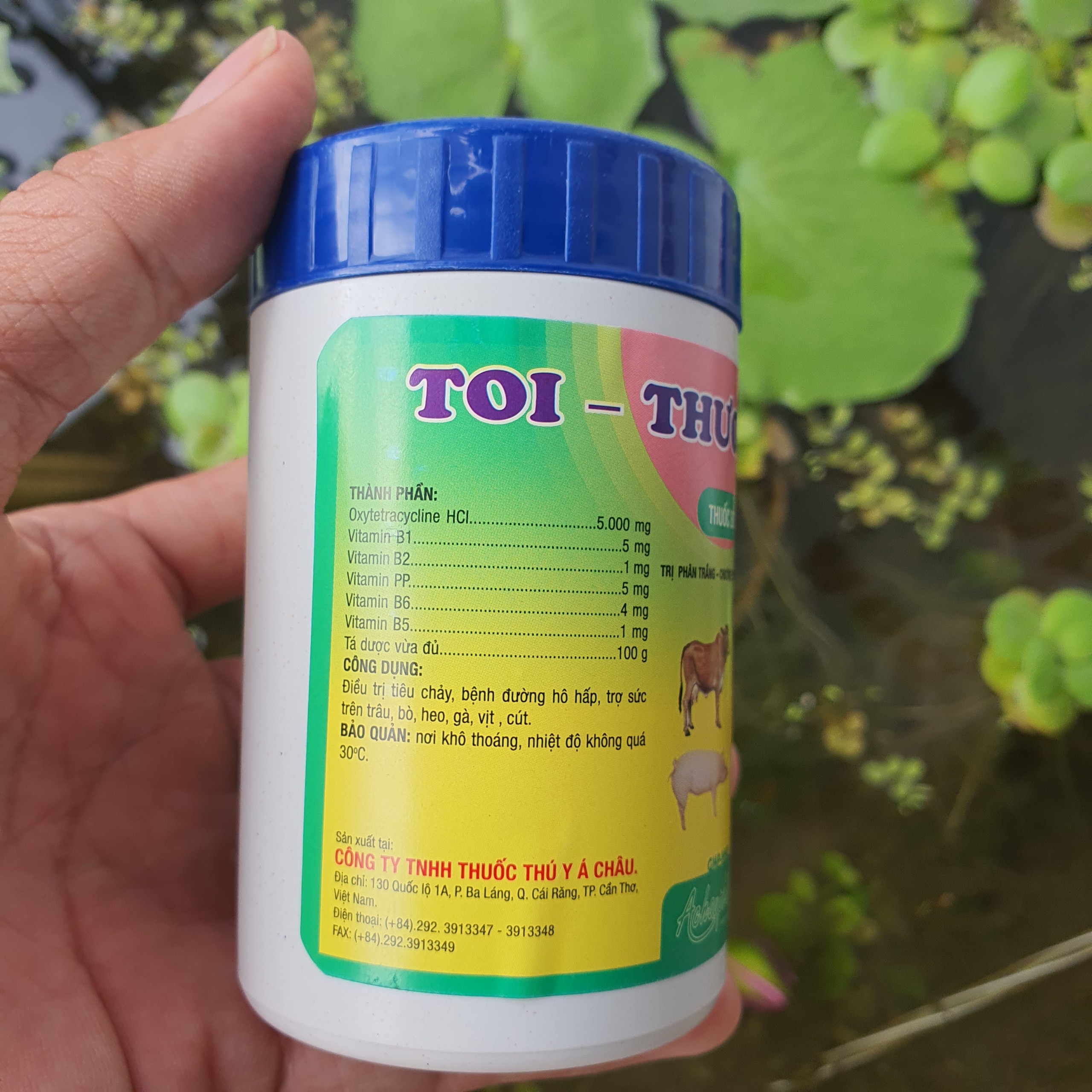Toi typhoid