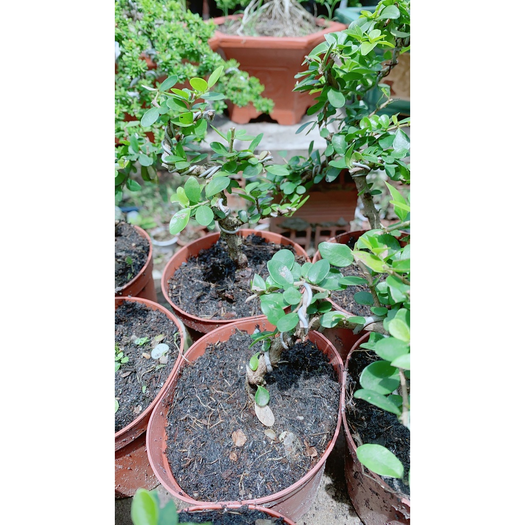 Linh Sam Trái Bonsai