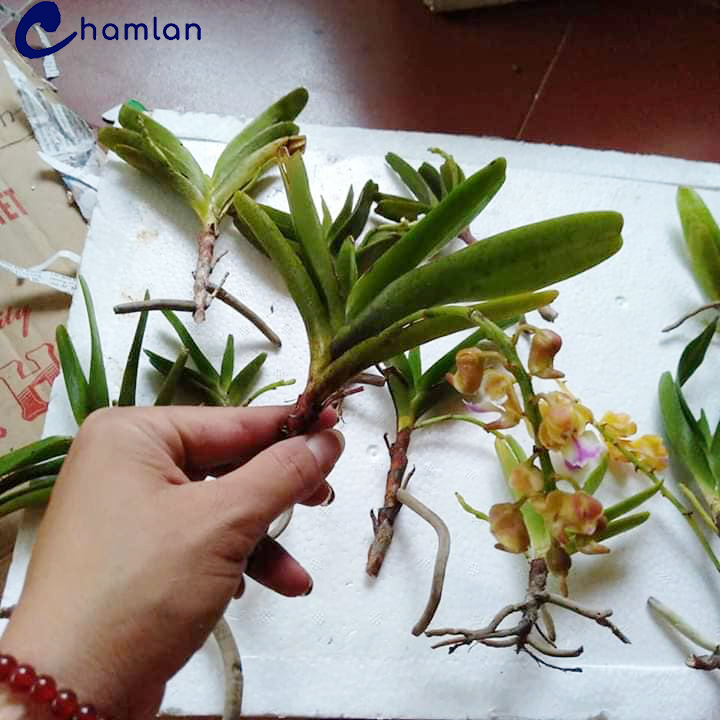 LAN HOÀNG NHẠN GIỐNG