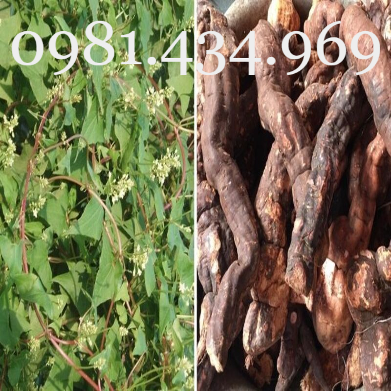 Lá Dâu Tằm Tươi ( 500g) Nhà Trồng
