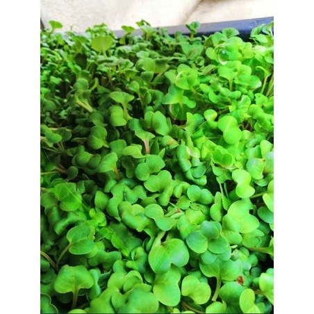 Hạt giống mầm củ cải trắng
