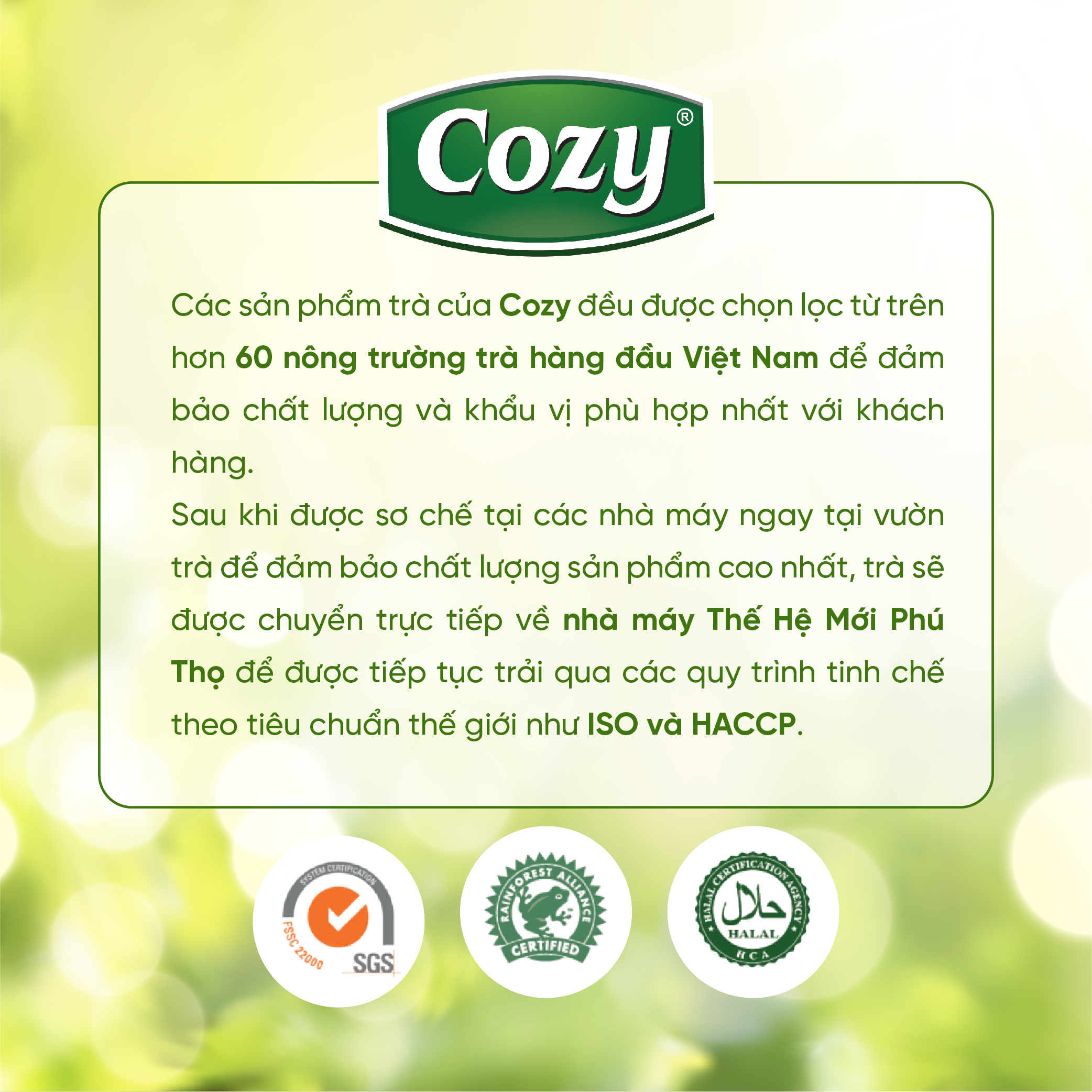 Trà Ô long túi lọc Cozy (2g x 25 túi lọc) - Thức uống giúp tỉnh táo hỗ trợ giải nhiệt và thanh lọc cơ thể