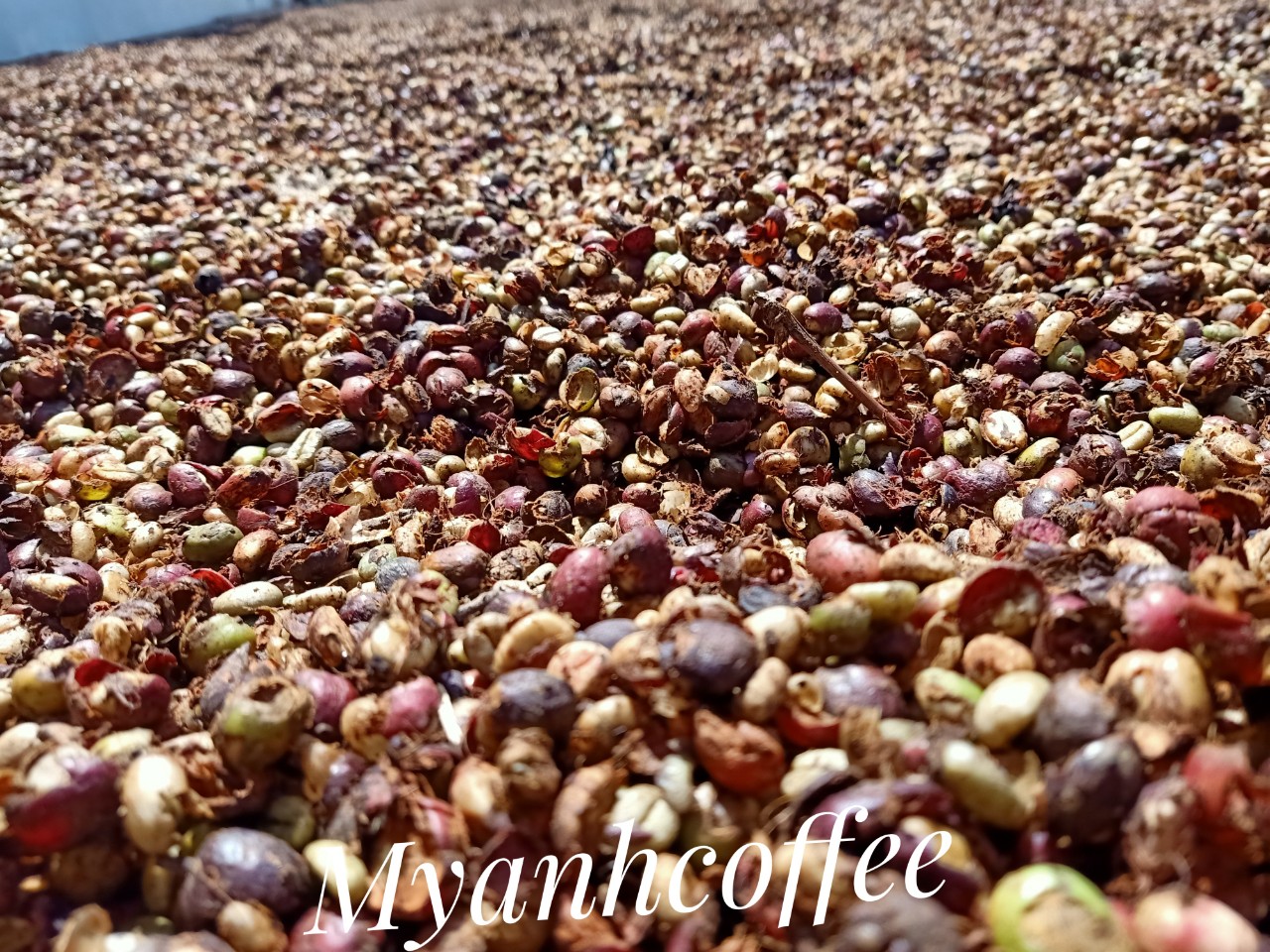 1 kilogram Robusta coffee ( LIGHT BROWN ) )