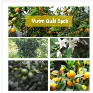 500gr trà quất vàng sấy khô thơm ngon