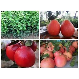 CÂY GIỐNG BƯỞI ĐỎ LUẬN VĂN TIẾN VUA SIÊU NGON SIÊU QUẢ- CAM KÊT GIỐNG CHUẨN F1